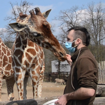 Feeding of Giraffes